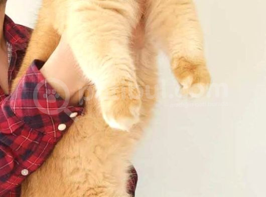 Üst Düzey  Gen Hatti Golden Erkek Bebek görsel