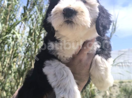 Nadir Irk Bobtail Yavruları