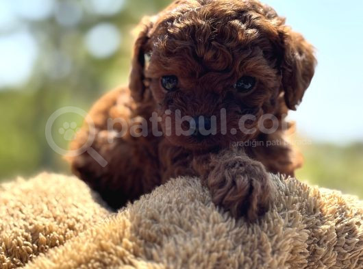 45 Günlük Bi̇r Avuç Poodle görsel