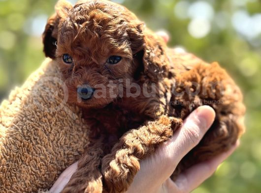 45 Günlük Bi̇r Avuç Poodle görsel