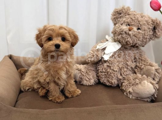 SAFKAN ORİJİNAL MALTİPOO YAVRULARI