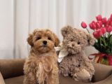 Safkan Ori̇ji̇nal Malti̇poo Yavrulari