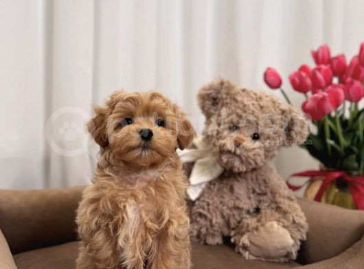 Safkan Ori̇ji̇nal Malti̇poo Yavrulari görsel