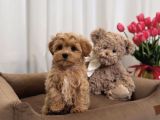 Safkan Ori̇ji̇nal Malti̇poo Yavrulari