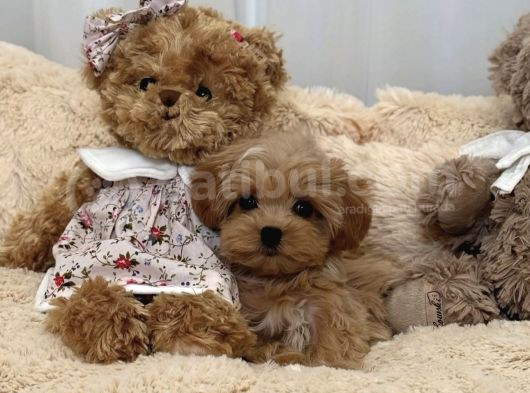 0 NUMARA MALTİPOO YAVRULARI
