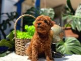 Kore Teacup Erkek Redbrown Sağlık Irk Garantili Yavrularım