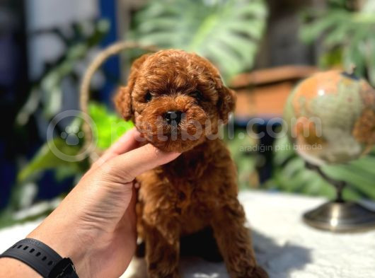 Kore Teacup Erkek Redbrown Sağlık Irk Garantili Yavrularım görsel