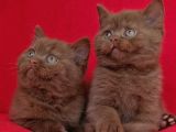 Safkan Kahverengi Ci̇nnamon Bri̇ti̇sh Shorthai̇r Yavrularimiz 2A