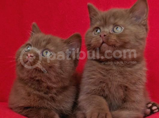 Safkan Kahverengi Ci̇nnamon Bri̇ti̇sh Shorthai̇r Yavrularimiz 2A görsel