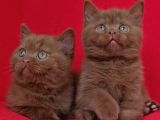 Safkan Kahverengi Ci̇nnamon Bri̇ti̇sh Shorthai̇r Yavrularimiz 2A