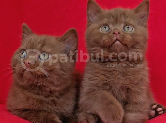Safkan Kahverengi Ci̇nnamon Bri̇ti̇sh Shorthai̇r Yavrularimiz 2A görsel