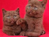 Safkan Kahverengi Ci̇nnamon Bri̇ti̇sh Shorthai̇r Yavrularimiz 2A