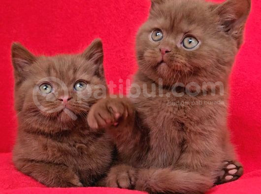 Safkan Kahverengi Ci̇nnamon Bri̇ti̇sh Shorthai̇r Yavrularimiz 2A görsel