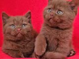 Safkan Kahverengi Ci̇nnamon Bri̇ti̇sh Shorthai̇r Yavrularimiz 2A