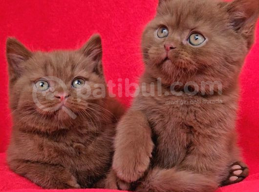 Safkan Kahverengi Ci̇nnamon Bri̇ti̇sh Shorthai̇r Yavrularimiz 2A görsel