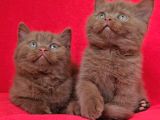 SAFKAN KAHVERENGI CİNNAMON BRİTİSH SHORTHAİR YAVRULARIMIZ 2A