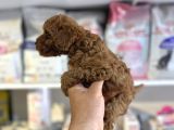 Orji̇nal Red Brown Toy Poodle Yavrular