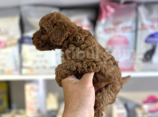 Orji̇nal Red Brown Toy Poodle Yavrular görsel