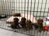 Orji̇nal Red Brown Toy Poodle Yavrular