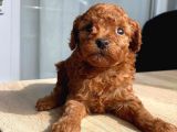 Orji̇nal Red Brown Toy Poodle Yavrular