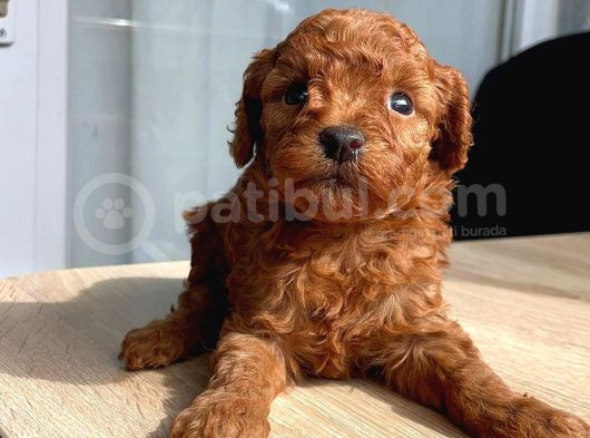 Orji̇nal Red Brown Toy Poodle Yavrular görsel