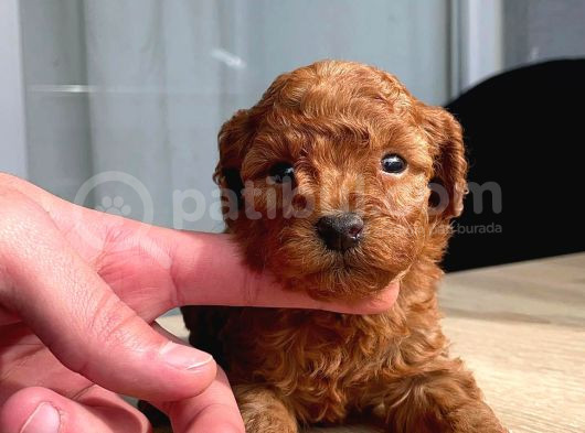 Orji̇nal Red Brown Toy Poodle Yavrular görsel