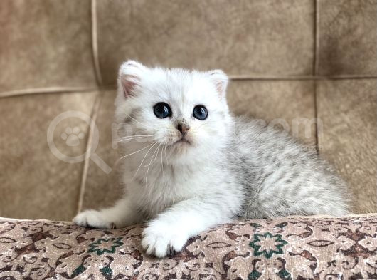 Muhteşem Kan Hattı Full Şecereli Anne Babanın Silver Bebeği görsel