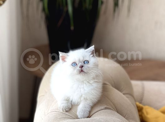Ayi Surat Özel Tür Cüce Blue Poi̇nt Yavrumuz görsel
