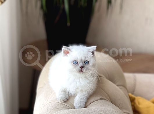 Ayi Surat Özel Tür Cüce Blue Poi̇nt Yavrumuz görsel