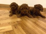 DENİZLİ MERKEZ TESLİME HAZIR POODLE BEBEKLER