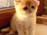 Saf Kan Şecereli Golden British Shorthair yavrular