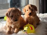 Üst Kalite Maltipoo Yavrular