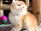 Saf Kan Şecereli Golden British Shorthair Yavrular