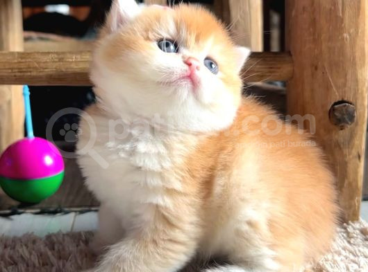 Saf Kan Şecereli Golden British Shorthair Yavrular görsel