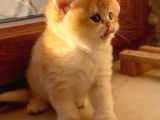 Saf Kan Şecereli Golden British Shorthair Yavrular