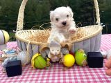 A Secereli Babadan Maltese Yavrular