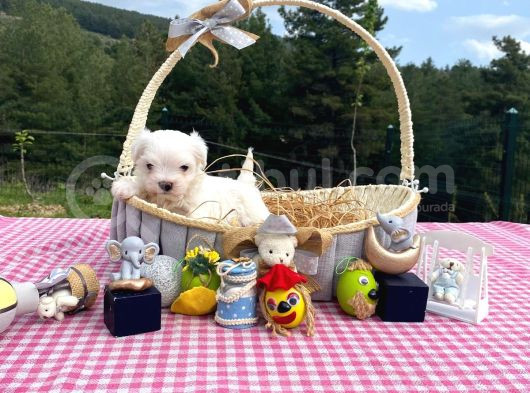 A Secereli Babadan Maltese Yavrular görsel