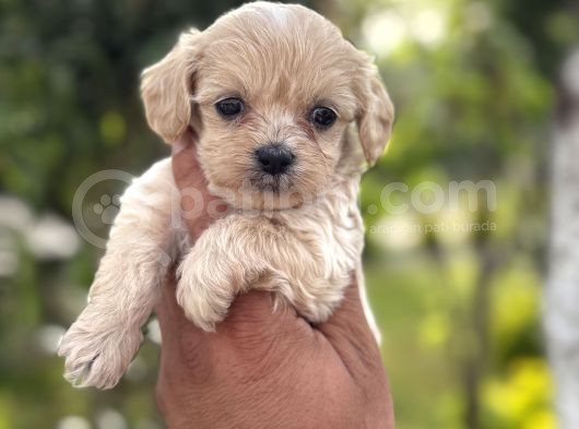 Üst Kalite Maltipoo Yavrular görsel