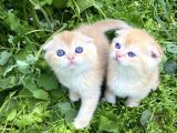 Golden British Shorthair Yavru