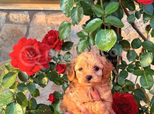 Üst kalite maltipoo yavrular