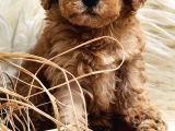 Veteriner teknikerinden toy poodle dişi