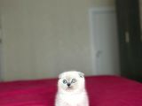 Scottish Fold Blue Poi̇nt Yavrularim