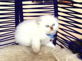 Scottish Fold Longhair Bluepoint