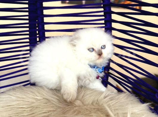 Scottish Fold Longhair Bluepoint görsel