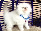 Scottish Fold Longhair Bluepoint