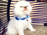 Scottish Fold Longhair Bluepoint