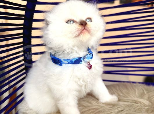 Scottish Fold Longhair Bluepoint görsel