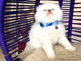Scottish Fold Longhair Bluepoint