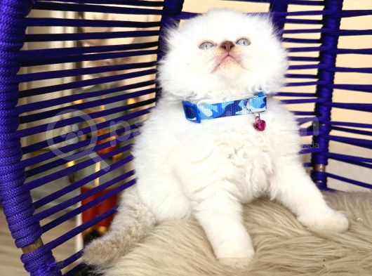 Scottish Fold Longhair Bluepoint görsel