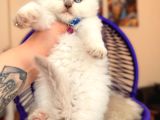 Scottish Fold Longhair Bluepoint